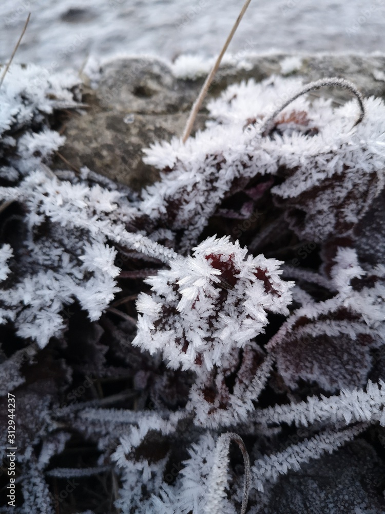 Obraz premium Frozen