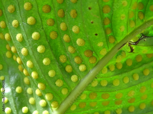 closeup of underside of fern frond showing sori photo