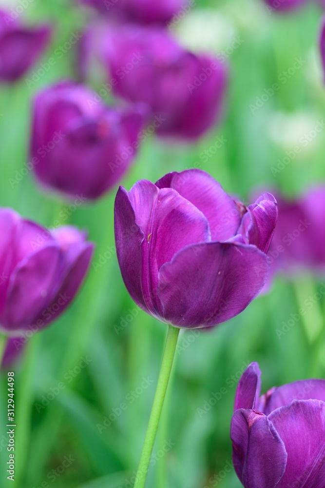 Macro details of Pink & colorful Tulip flowers in horizontal frame Macro details of Pink & colorful Tulip flowers in horizontal frame