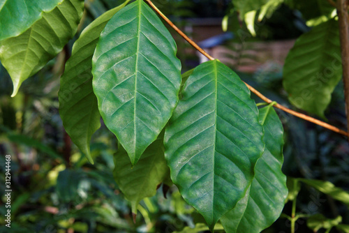 Leaves of Coffea arabica.