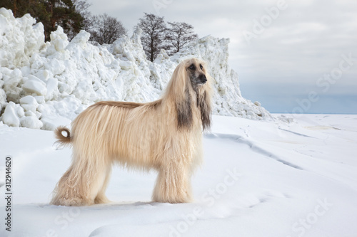 Fotografie Dog breed  Afghan Hound standing near ice hummocks on the coast Baltic sea