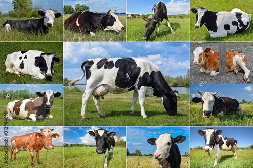 Collage of cows and cattles on the field