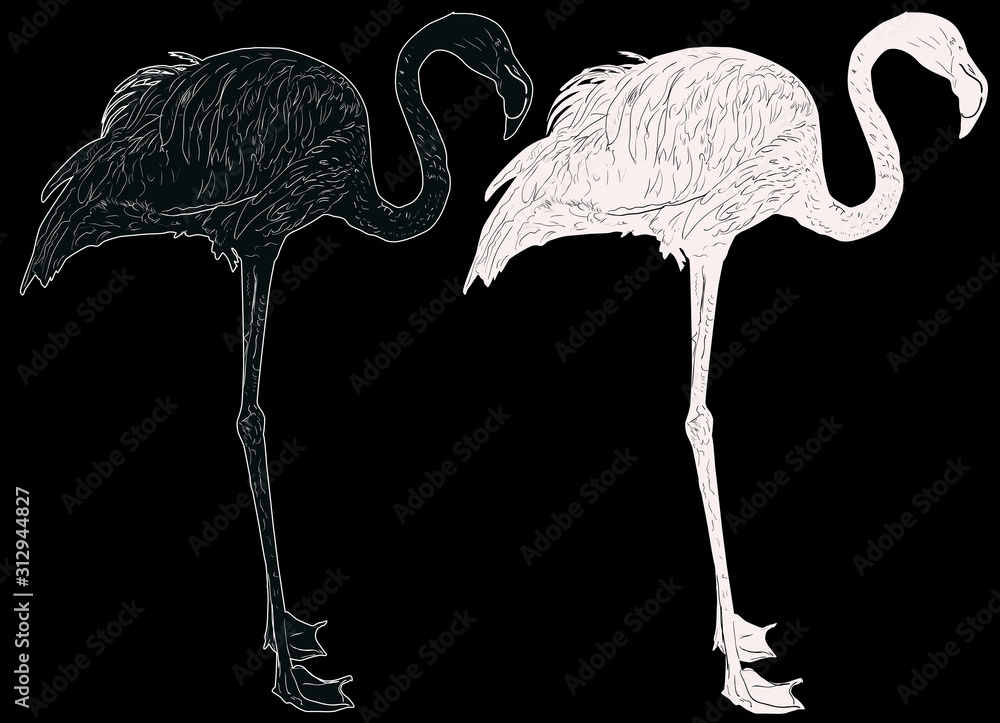 Obraz premium two flamingo sketches isolated on black