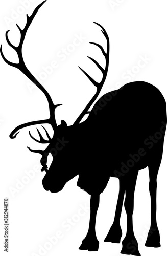single reindeer isolated on white