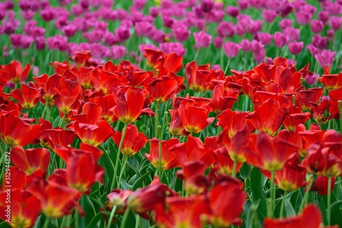 Macro details of Pink & colorful Tulip flowers in horizontal frame