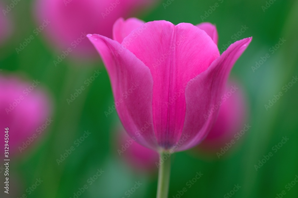 Obraz premium Macro details of Pink & colorful Tulip flowers in horizontal frame