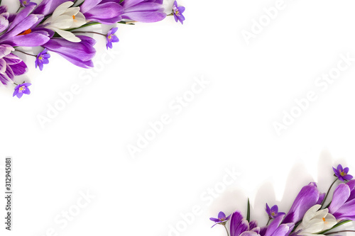 Spring decoration. Frame of violet and white crocuses and flowers hepatica ( liverleaf or liverwort ) on a white background with space for text. Top view, flat lay