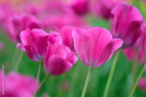 Macro details of Pink   colorful Tulip flowers in horizontal frame