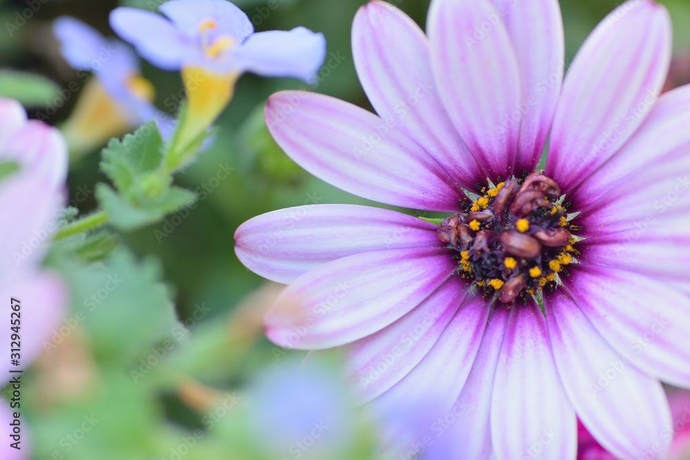 Macro details of Purple Daisy flower with blurred background in horizontal frame Macro details of Purple Daisy flower with blurred background in horizontal frame