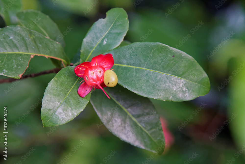Flowers and leaves of Ochna thomasiana Flowers and leaves of Ochna thomasiana