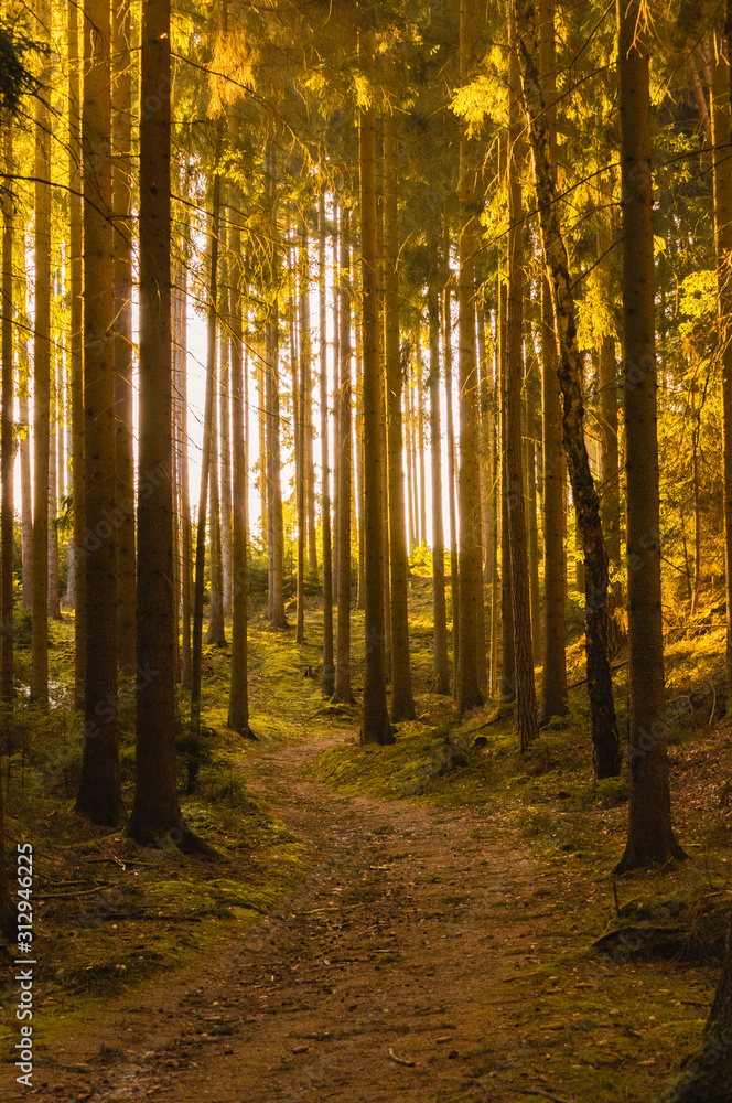 View against the sun in a spruce forest in the Czech Republic