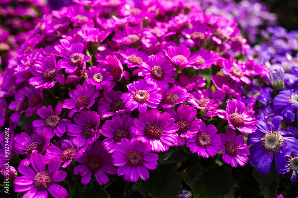 african daisy