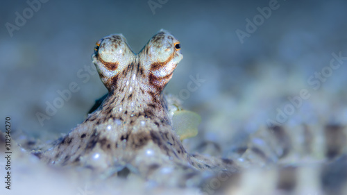 Mimic octopus im Meer bei Anilao, Philippinen