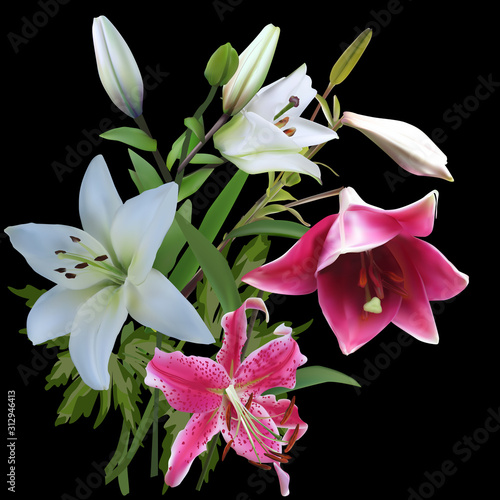 isolated on black pink and white lily flowers