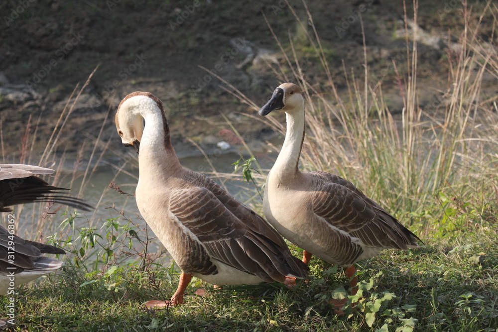 Picture of Ducks in Bangladesh Picture of Ducks in Bangladesh