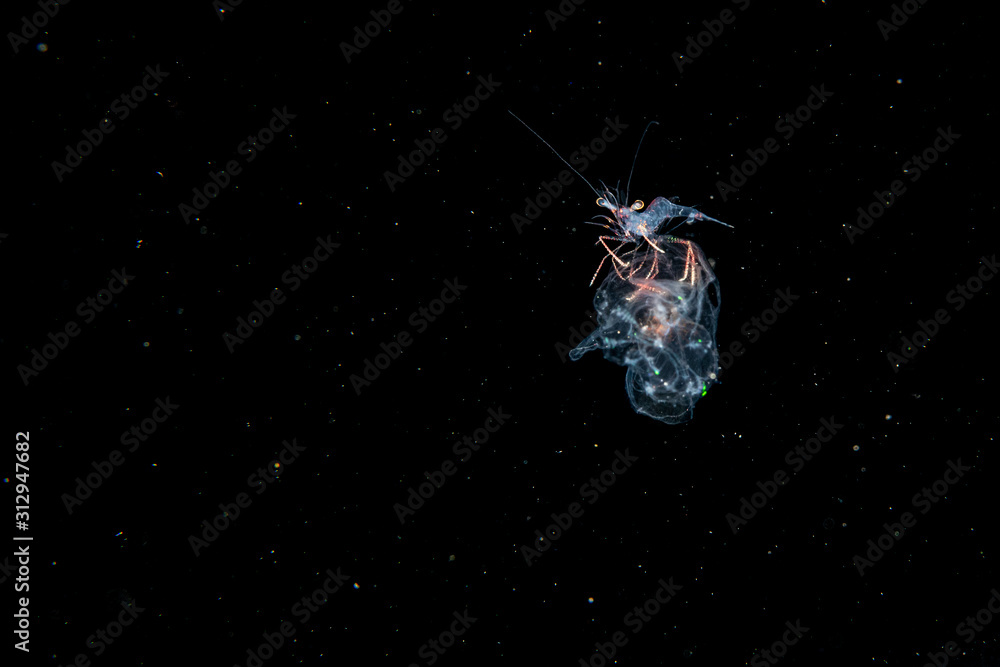 Shrimp bei Blackwater Tauchgang im Meer bei Anilao, Philippinen Shrimp bei Blackwater Tauchgang im Meer bei Anilao, Philippinen