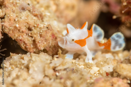 Anglerfisch im Meer bei Anilao, Philippinen photo