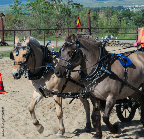 horses pulling carts