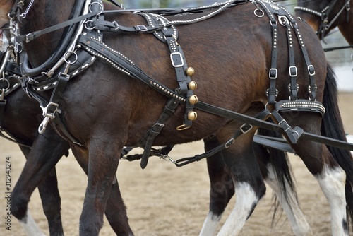 Tack equipment of draft horses photo