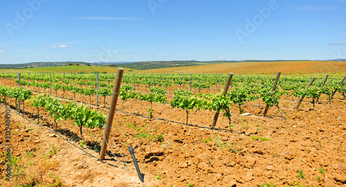 Fotografie Viñedos de Extremadura en primavera cerca de Almendralejo en la provincia de Badajoz, España