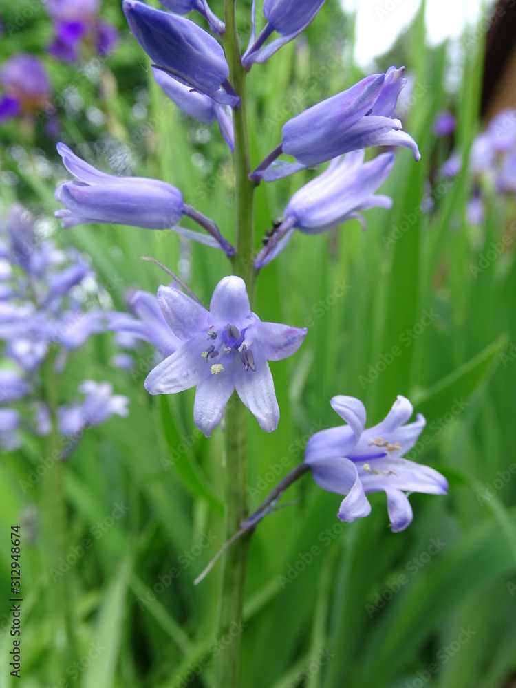 Flowering bluebells in garden in spring Flowering bluebells in garden in spring
