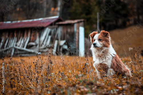 Dog waiting for his owner
