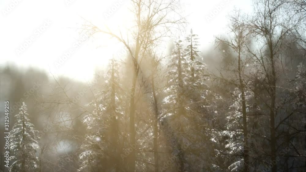 Misty fog in pine forest on mountain slopes Misty fog in pine forest on mountain slopes
