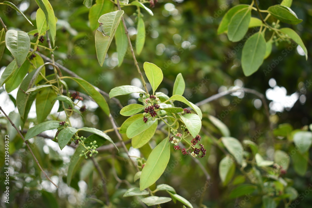 Santalum Album Plant Leaves Flower Winter season blossom Santalum Album Plant Leaves Flower Winter season blossom
