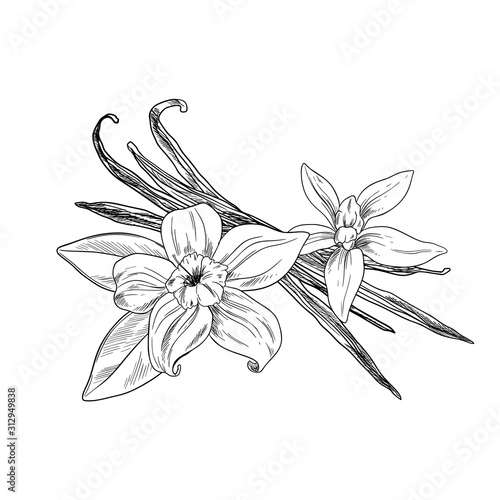 Vanilla beans with flowers and leaves, ink sketch