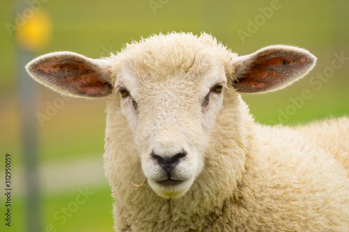 Fotografia Dike sheep close up portrait