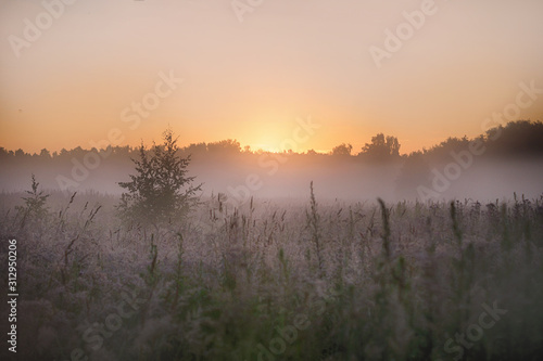 Fototapeta Naklejka Na Ścianę i Meble -  misty morning sunrise over the lake