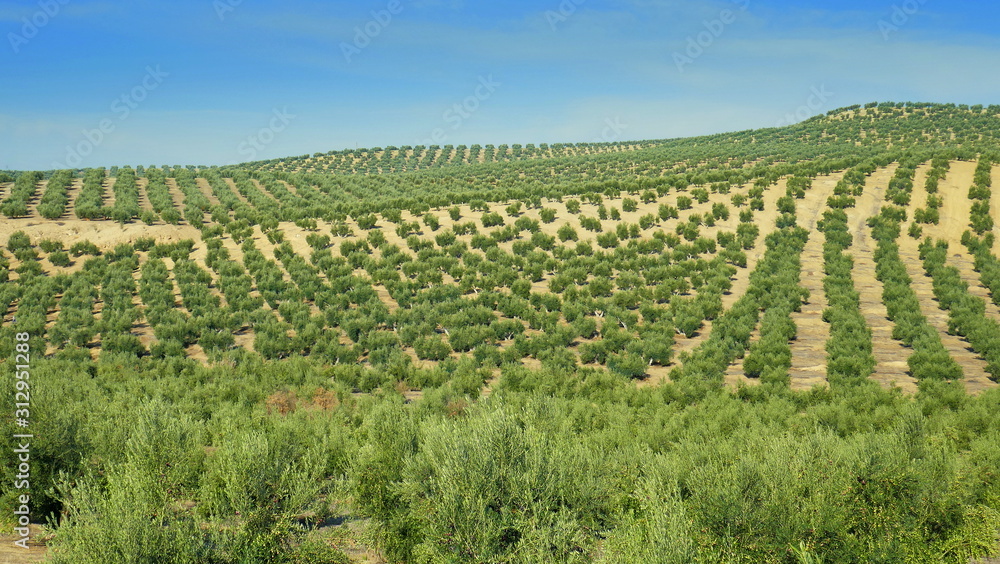 große Plantage von Olivenbäumen in Spanien