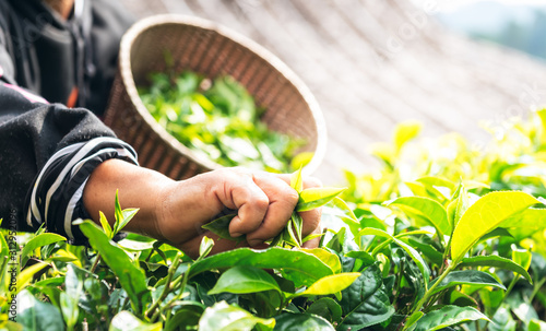 The hands of the farmers who are harvesting up the leaves from the tea tree in the morning which are the good time to harvest the tea leaves, to people and agriculture concept. photo