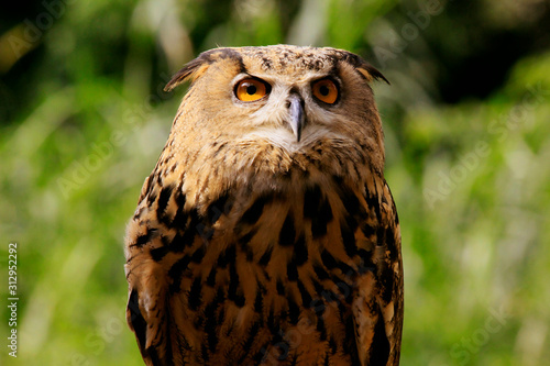 animal, animals, wild life, birds, jurong bird park, zoo, face, eye, nature, beak, bird park, brown, brown owl, close up, close up owl, closeup, eurasian eagle owl, feather, green background, head, hu