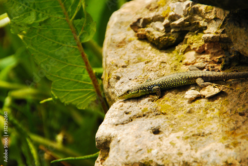 Darevskia armeniaca (Armenian lizard or Armenian rock lizard) is parthenogenetic (unisexually breeding) species (or form) of Darevskia, genus of lizards belonging to family Lacertidae. wall lizards photo