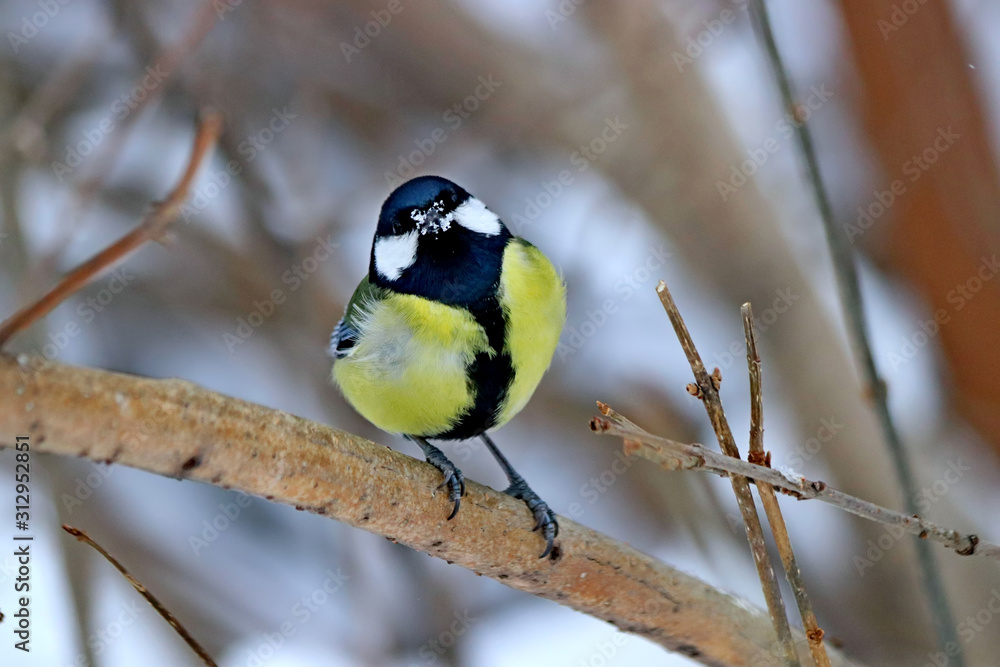 Obraz premium great tit on branch