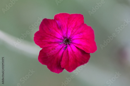  Lychnis coronaria, Silene coronaria, firletka kwiecista, różowy kwiat photo