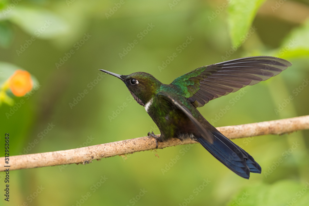 Naklejka premium Gorgeted Sunangel - Heliangelus strophianus, beautiful small hummingbird from western Andean slopes, Mindo, Ecuador.