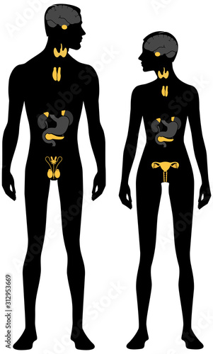 Endocrine system. Male and female body silhouette with head in profile. Isolated perfect image symbols man and woman on a white background. Vector illustration photo