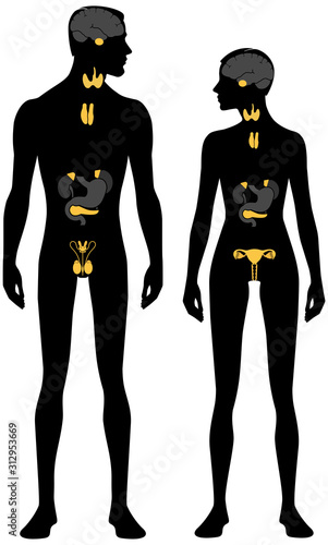 Endocrine system. Male and female body silhouette with head in profile. Isolated perfect image symbols man and woman on a white background. Vector illustration