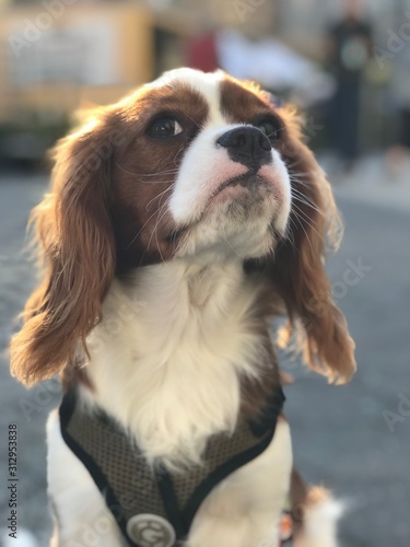 Portrait of Cavalier King Charles Dog