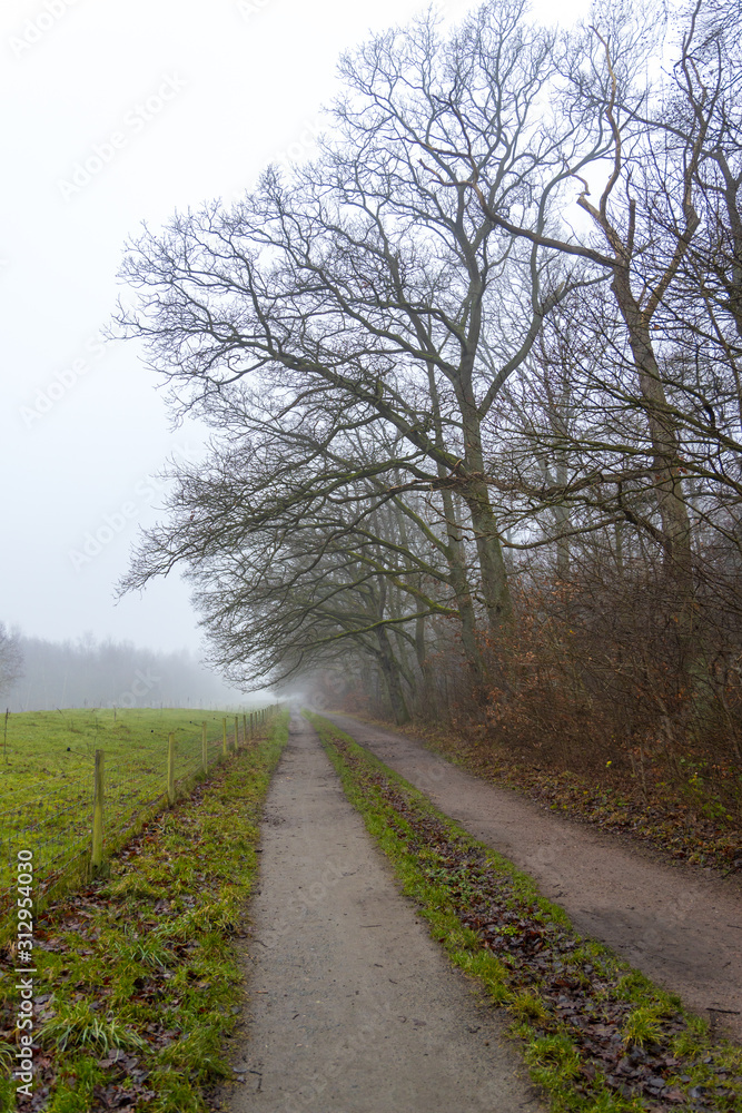 Early morning fog along the trail in the public nature reserve Early morning fog along the trail in the public nature reserve