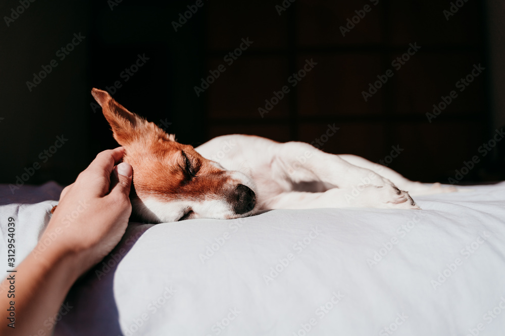 Obraz premium woman hand touching cute small jack russell dog resting on bed on a sunny day