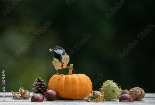 Kohlmeise Herbst Kürbis photo