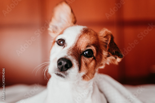 cute small jack russell dog resting on bed on a sunny day covered with a blanket