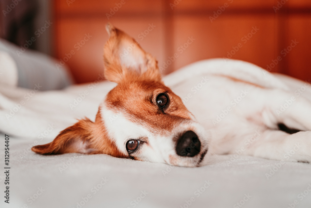 Obraz premium cute small jack russell dog resting on bed on a sunny day