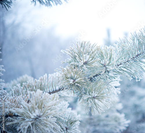 Winter tree with snow