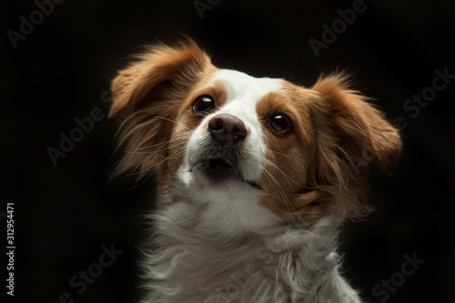 White and Brown Dog