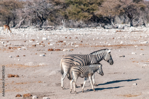 Canvas Print Two Burchell's Plains zebra -Equus quagga burchelli- walking on the plains of Etosha National Park, Namibia