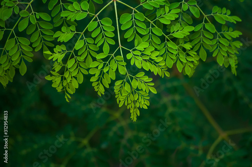 Moringa tree leaf background photo